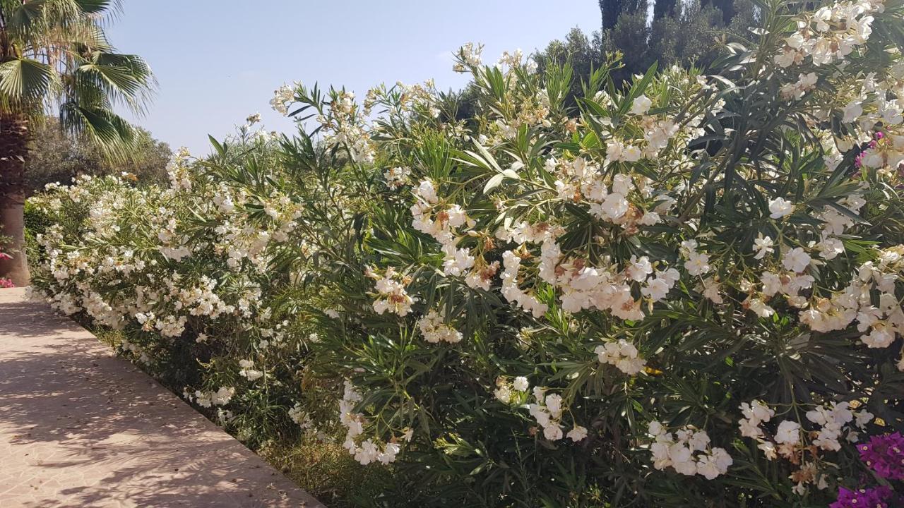 Riad-Villa Agadir-Taroudant Sidi Boumoussa Eksteriør bilde